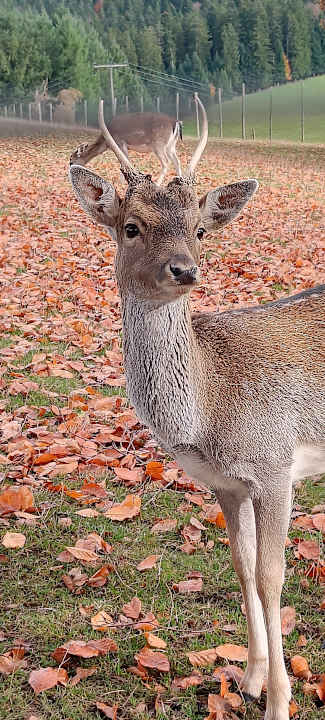 Sport & Freizeit Naturparkhotel Adler