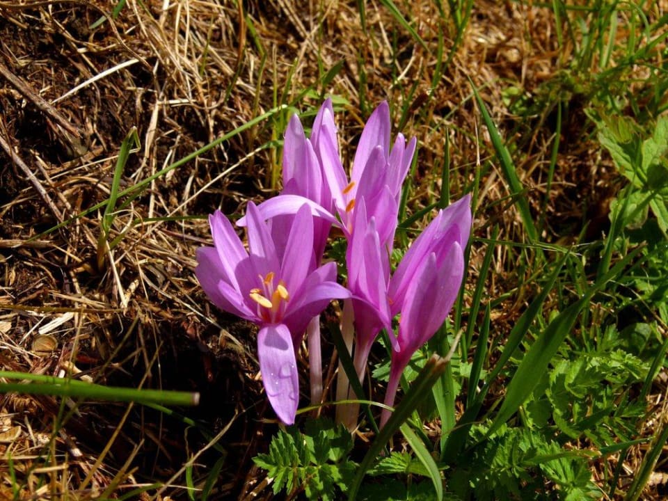 Blumenpracht im September Mountain Chalet Pra Ronch