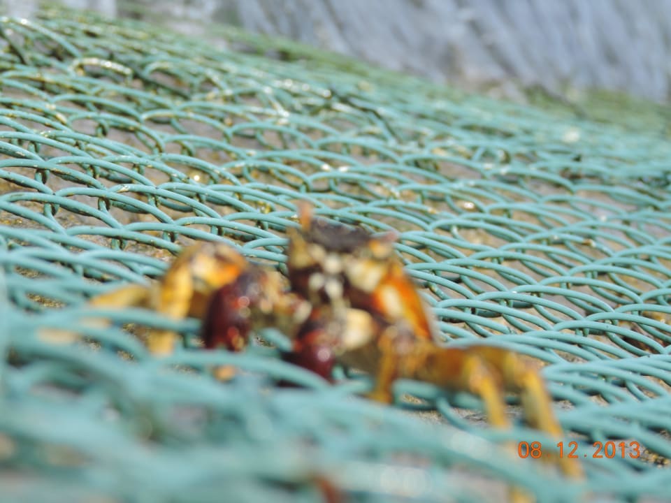 Tiere Kuredu Island Resort & Spa