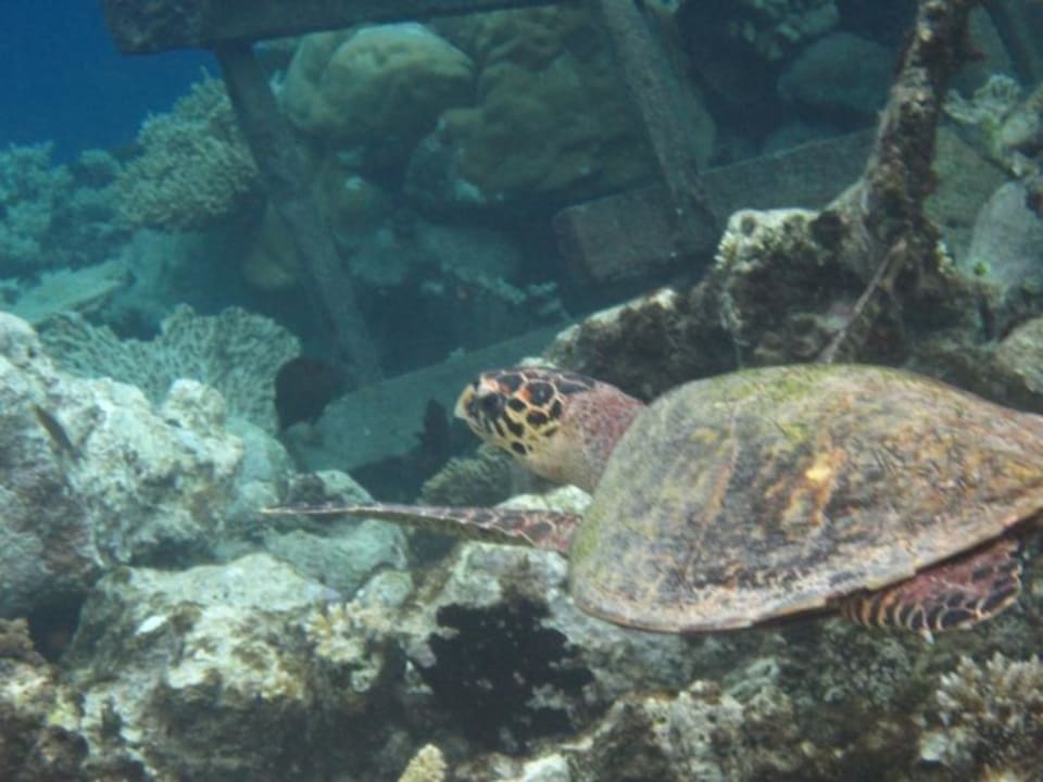 Schildkröte in unberührter Natur ROBINSON MALDIVES