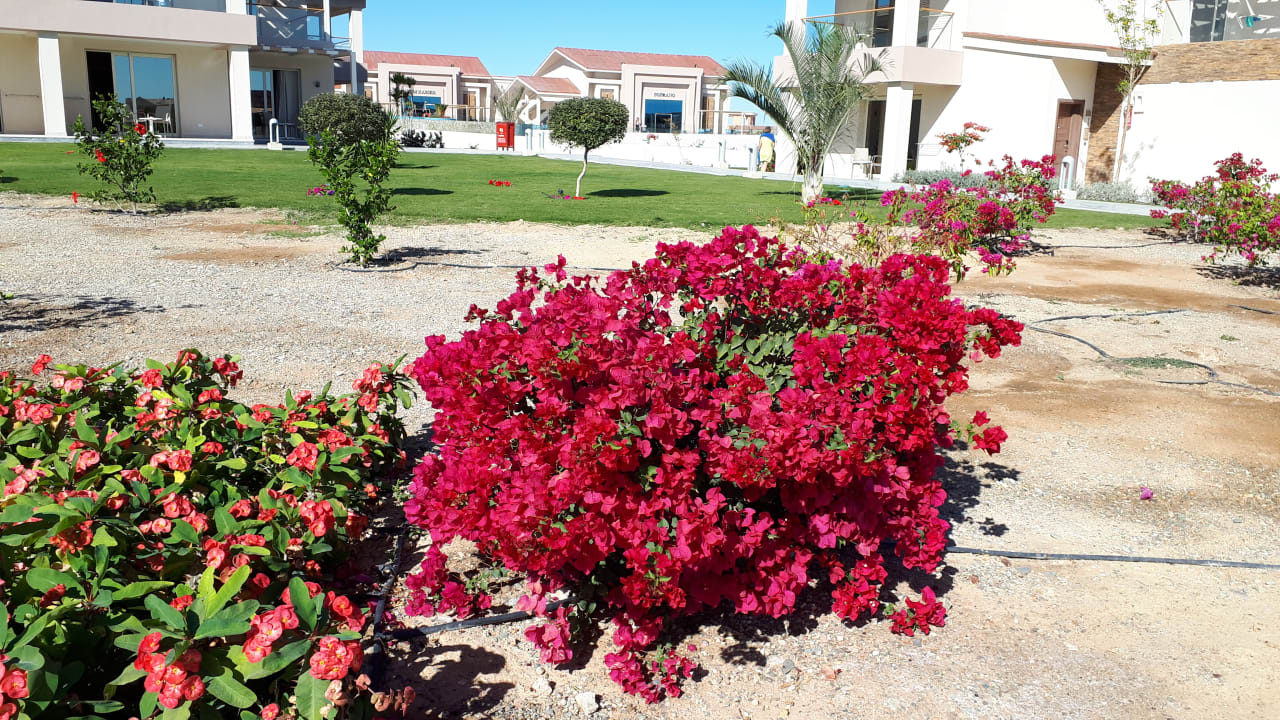 Gartenanlage Pickalbatros Sea World Resort - Marsa Alam