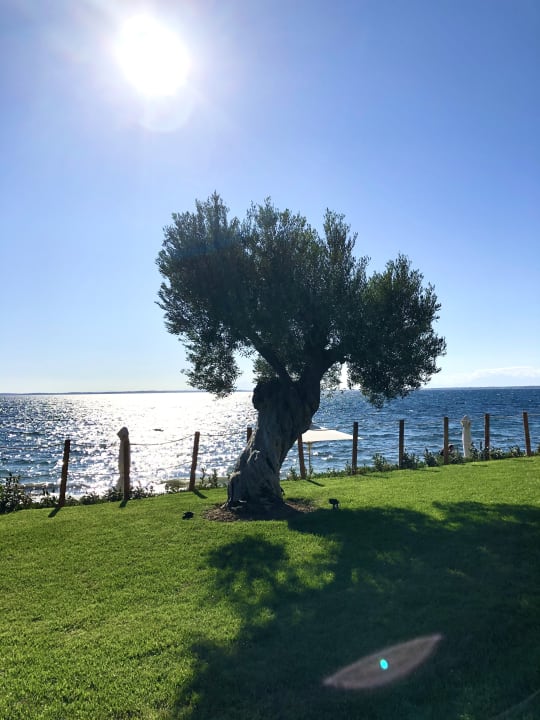 Ausblick Ikos Olivia