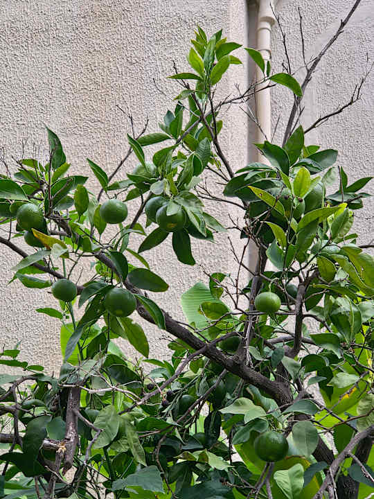 Gartenanlage Paloma Oceana