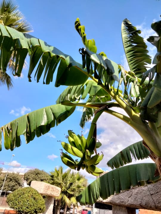 Ausblick Hotel Vibra Beverly Playa