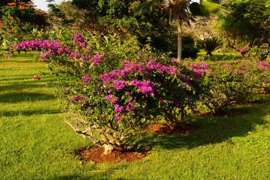 Parkähnlich Neptune Pwani Beach Resort & Spa
