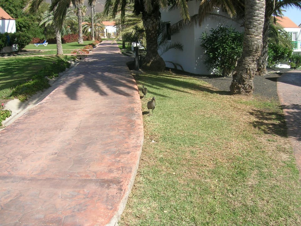 Unbekannter Vogel Aldiana Club Fuerteventura