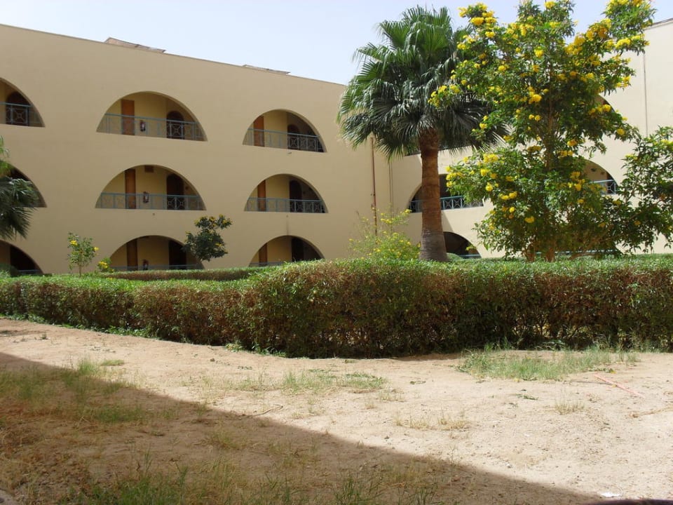 Ogród w patio Desert Rose