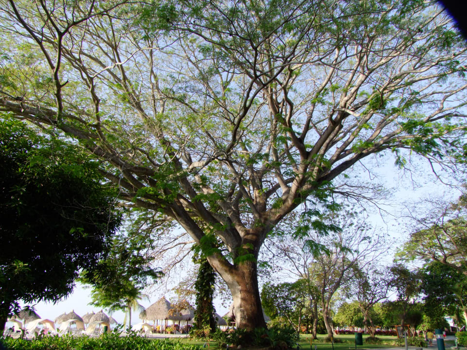 Alter Baumbestand Grand Decameron Panama, A Trademark All Inclusive Resort