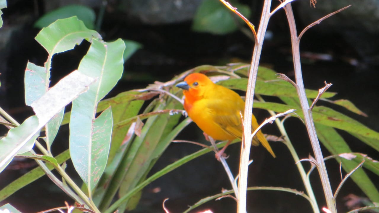 Kleine Webervögel an der Lobby und am Restaurant  Hotel Southern Palms Beach Resort