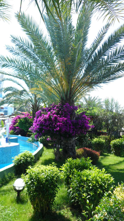 Bepflanzung Granada Luxury Okurcalar