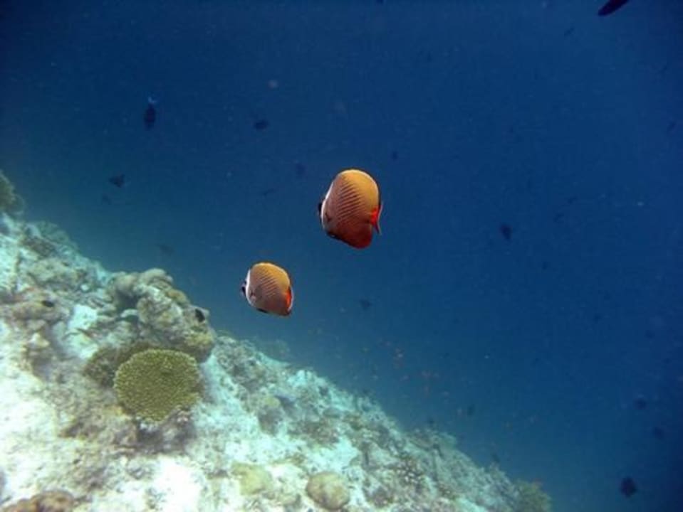 Schnorcheln am Hausriff NH Collection Maldives Reethi Resort