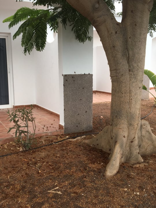 Außenansicht AluaVillage Fuerteventura