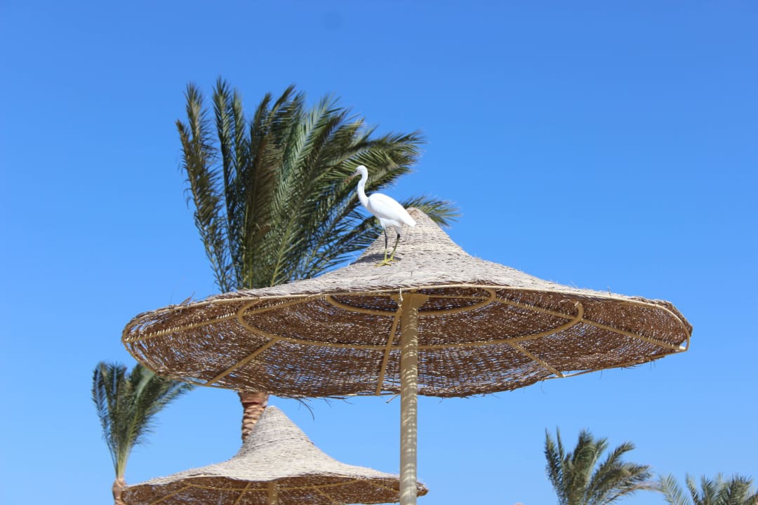 На пляже Desert Rose