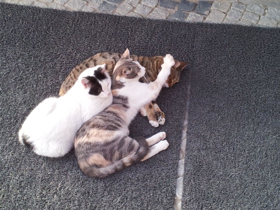 Hotel-Katzen im Mittagsschlaf Sentido Trendy Verbena Beach