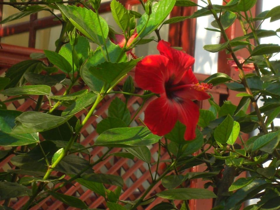 Schöner Garten Ali Bey Club