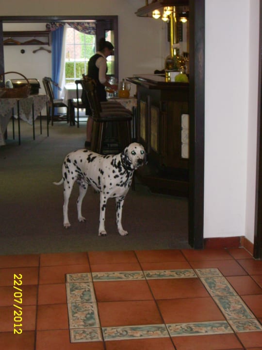 Haushund  Landhotel Bauernstuben