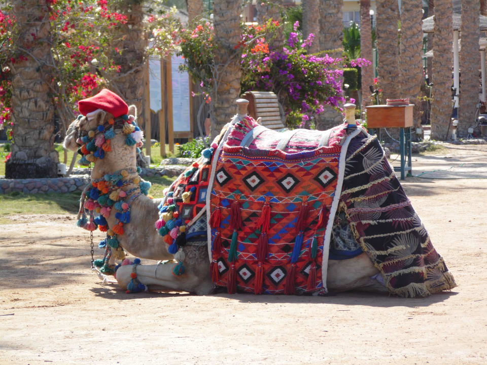 Oscar Riviera Aqua Park Resort