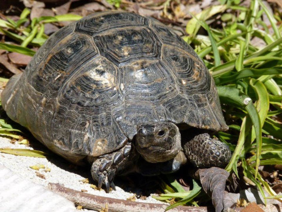 Schildkröte Asteria Family Belek