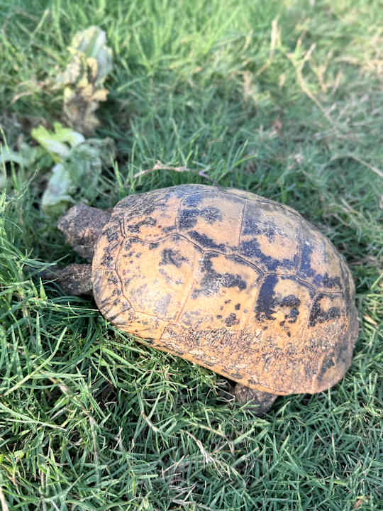 Gartenanlage Steigenberger Coraya Beach - Adults only