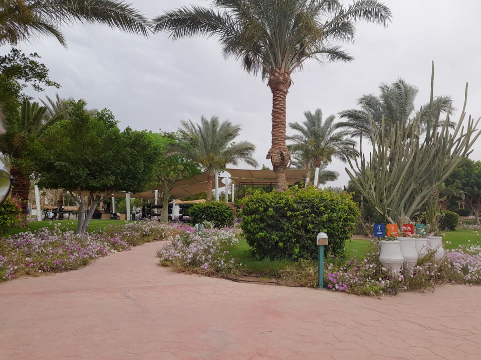 Gartenanlage Desert Rose