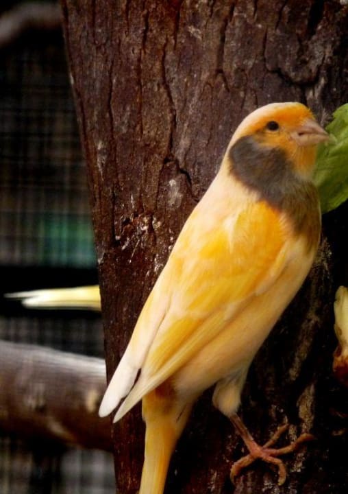 Kanarienvogel Hotel Cordial Mogán Playa