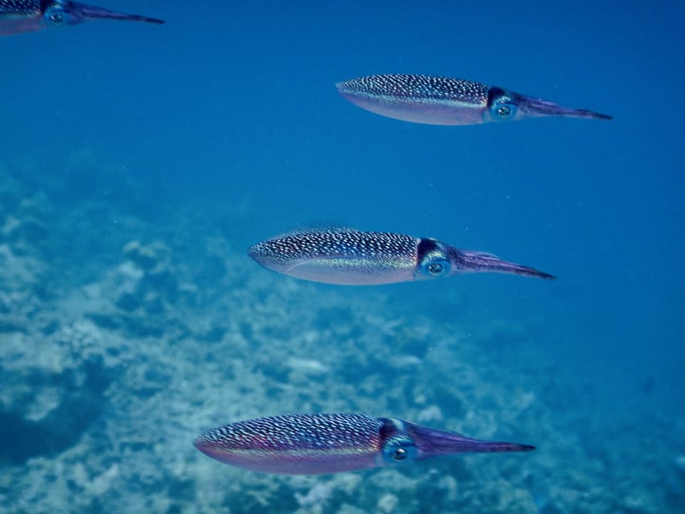 Strand Embudu Village