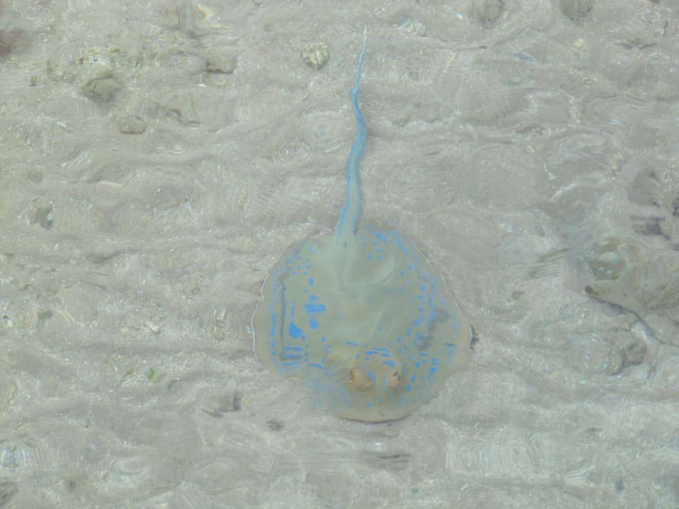 Hotelrochen Stella Beach Resort & Spa Makadi Bay