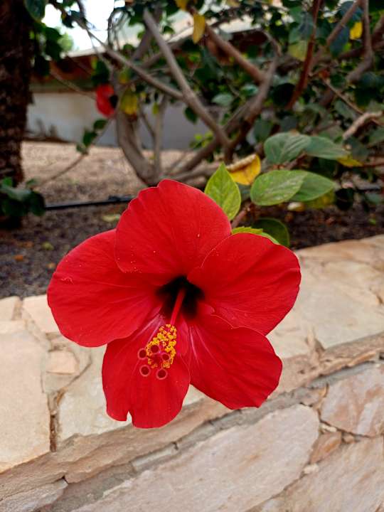 Gartenanlage Marina Playa Suite Hotel