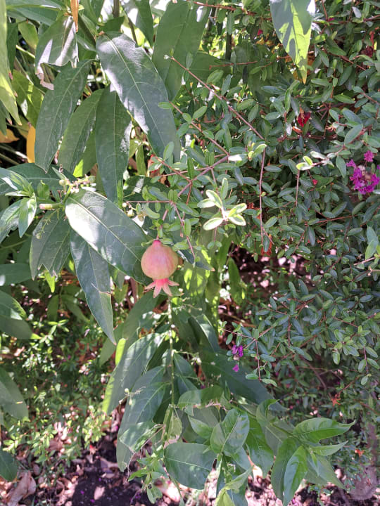 Gartenanlage Side Village Hotel