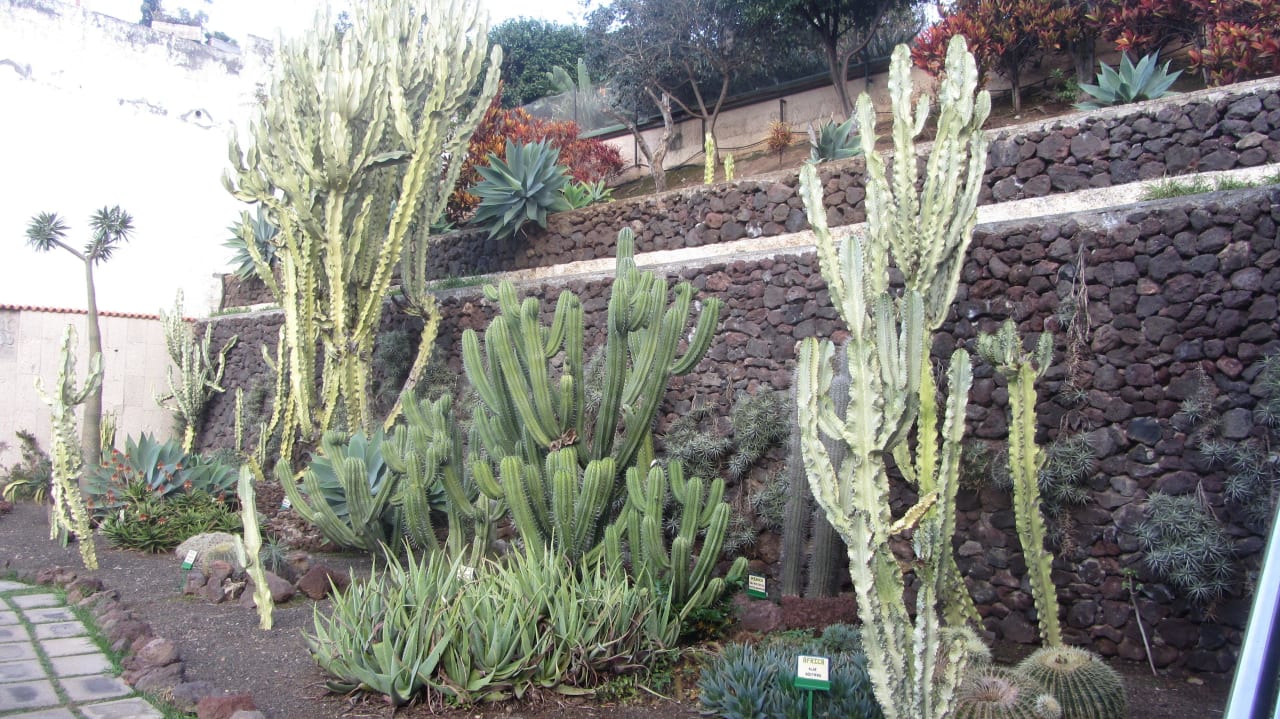 Kakteengarten BLUESEA Costa Jardin Spa