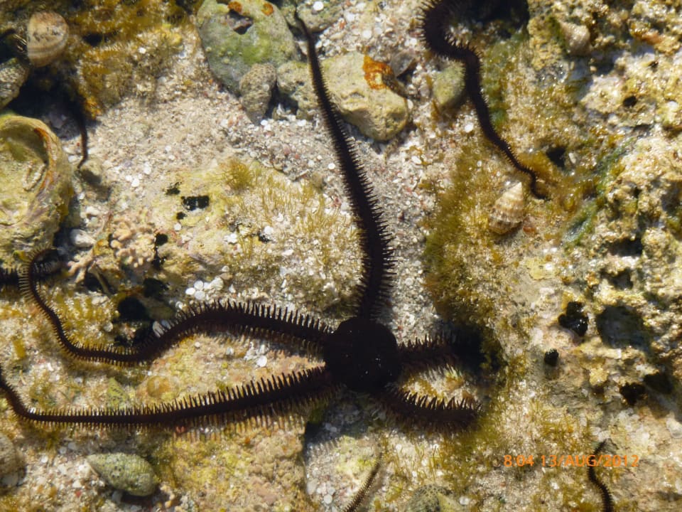 Seespinne Pickalbatros Citadel Resort