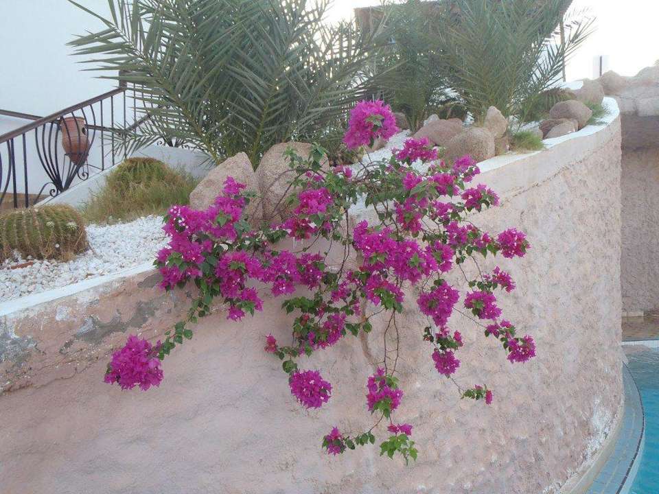 Blumen beim kliene pool Sultan Gardens Resort