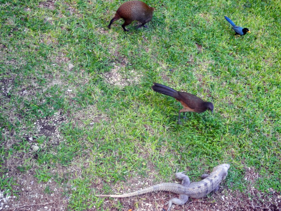 Sehr tierreiche Anlage Grand Palladium Select White Sand Resort & Spa