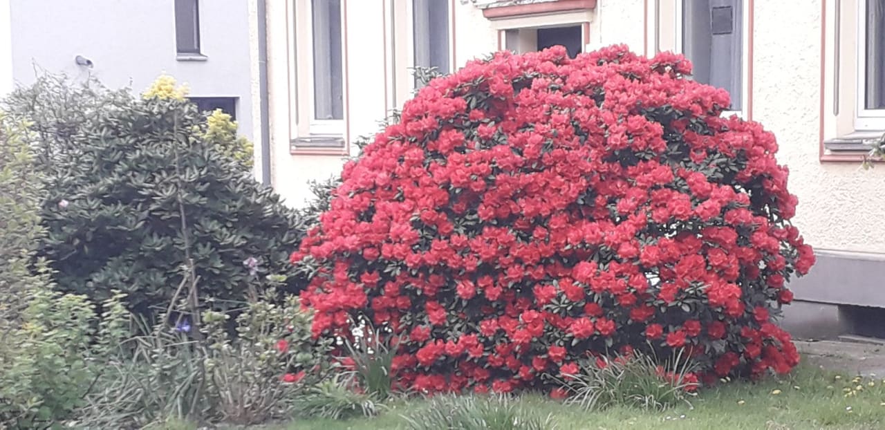 Gartenanlage H+ Hotel Bochum