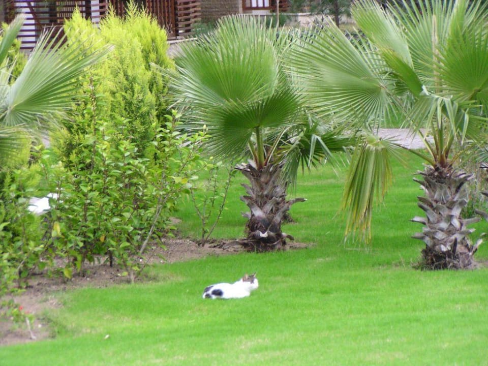 Katze im grünen Bereich  Voyage Belek Golf & Spa