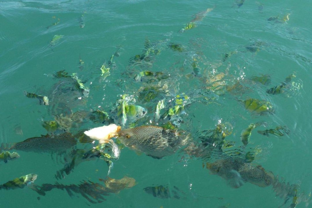 Vom weißen Steg zu beobachten Cape Panwa Hotel
