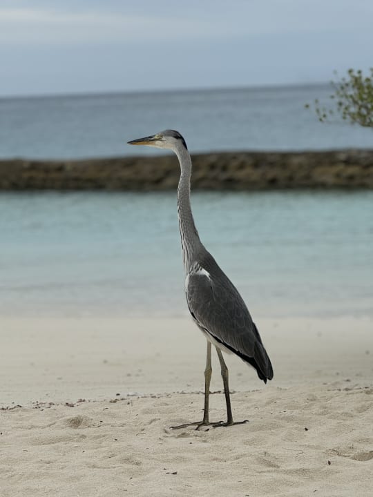 Strand Kuramathi Maldives