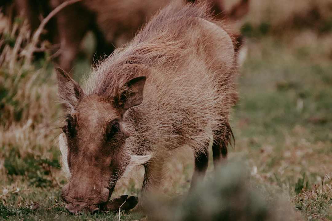 Sonstiges Hotel Pumba Private Game Reserve