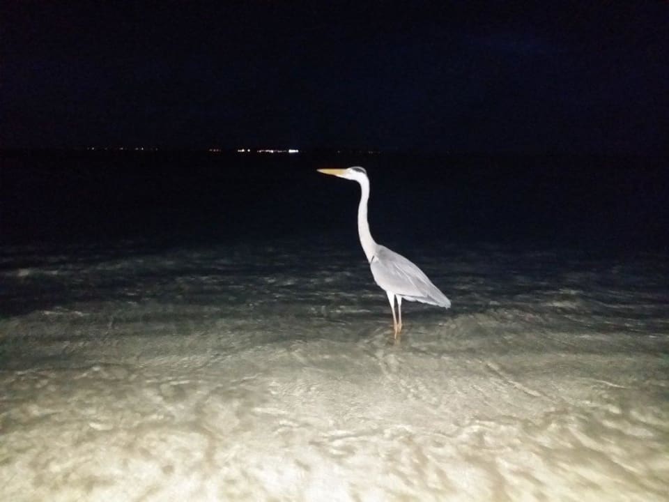 Цапля ночью Vilamendhoo Island Resort & Spa