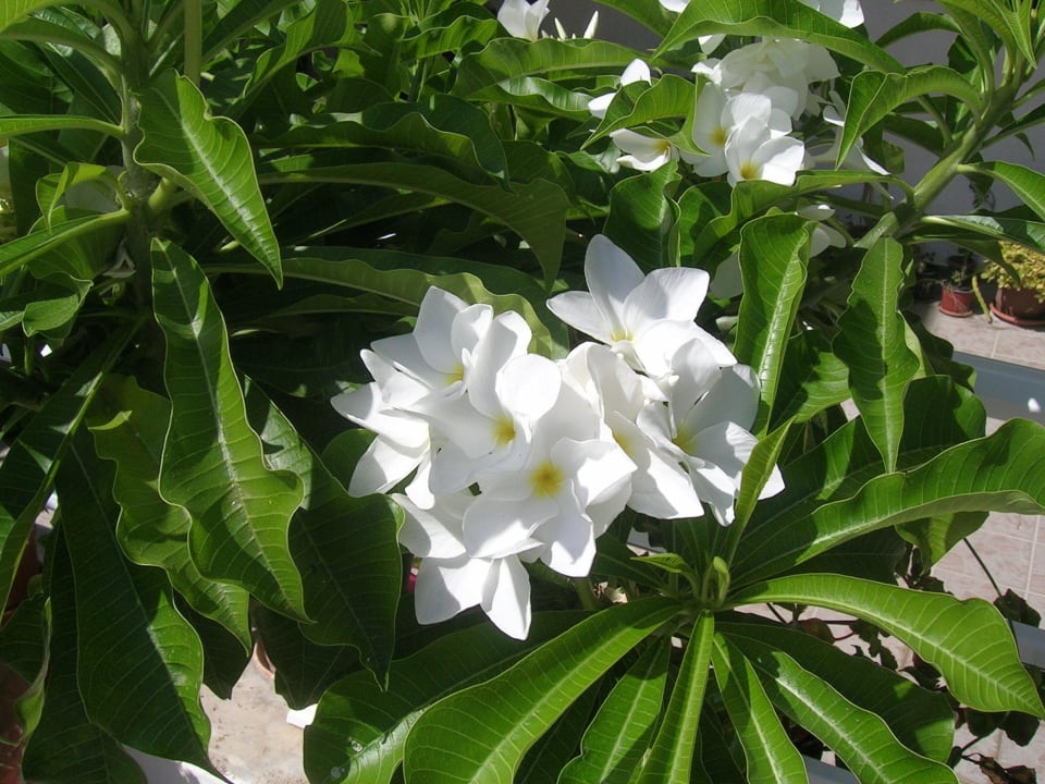 Plumeria Pudica Hotel Kathrin Beach