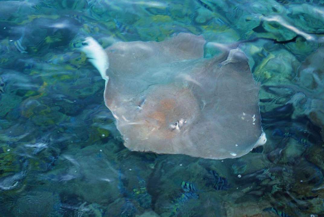 Rochen am Steg Summer Island Maldives