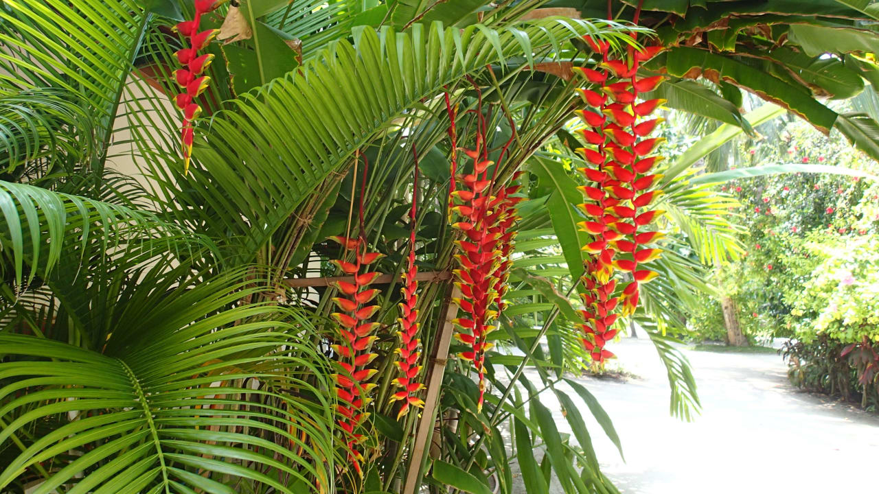 Herrliche Gartenanlage Kuramathi Maldives