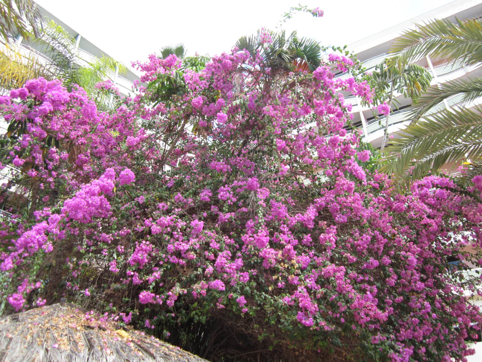 Sonstiges Abora Buenaventura by Lopesan Hotels