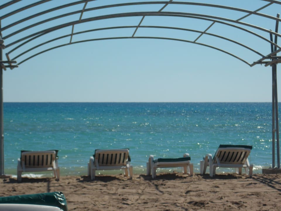 Beruhigender Blick Papillon Belvil