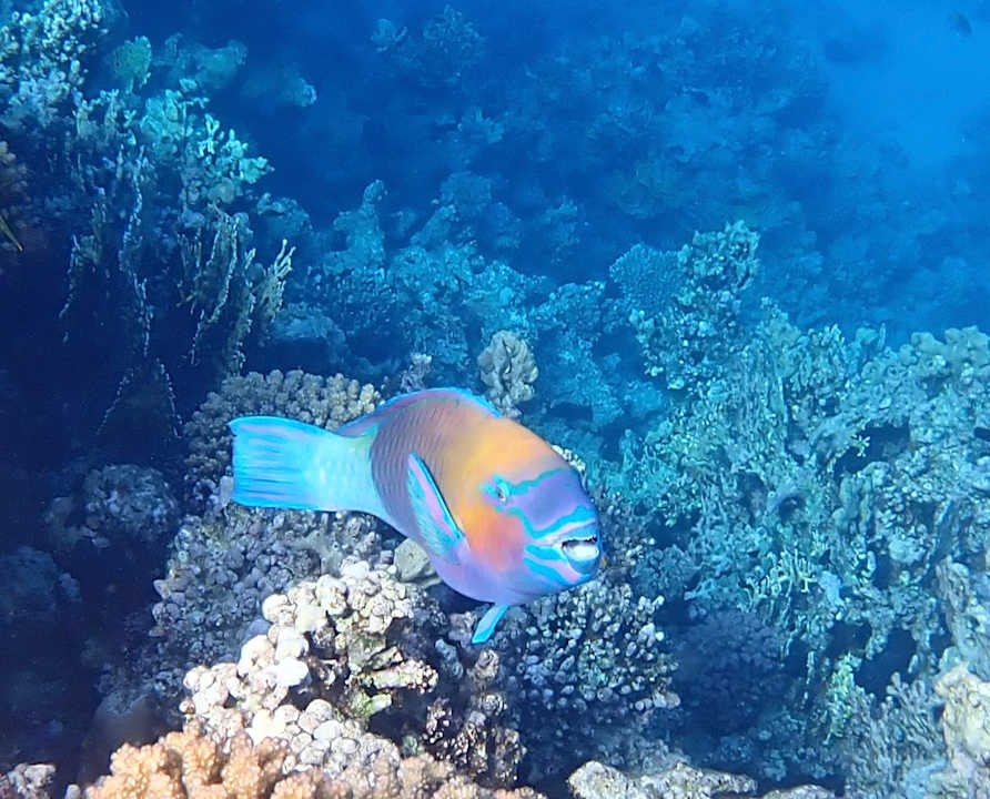 Sport & Freizeit Cleopatra Luxury Beach Resort Makadi Bay - Adults only