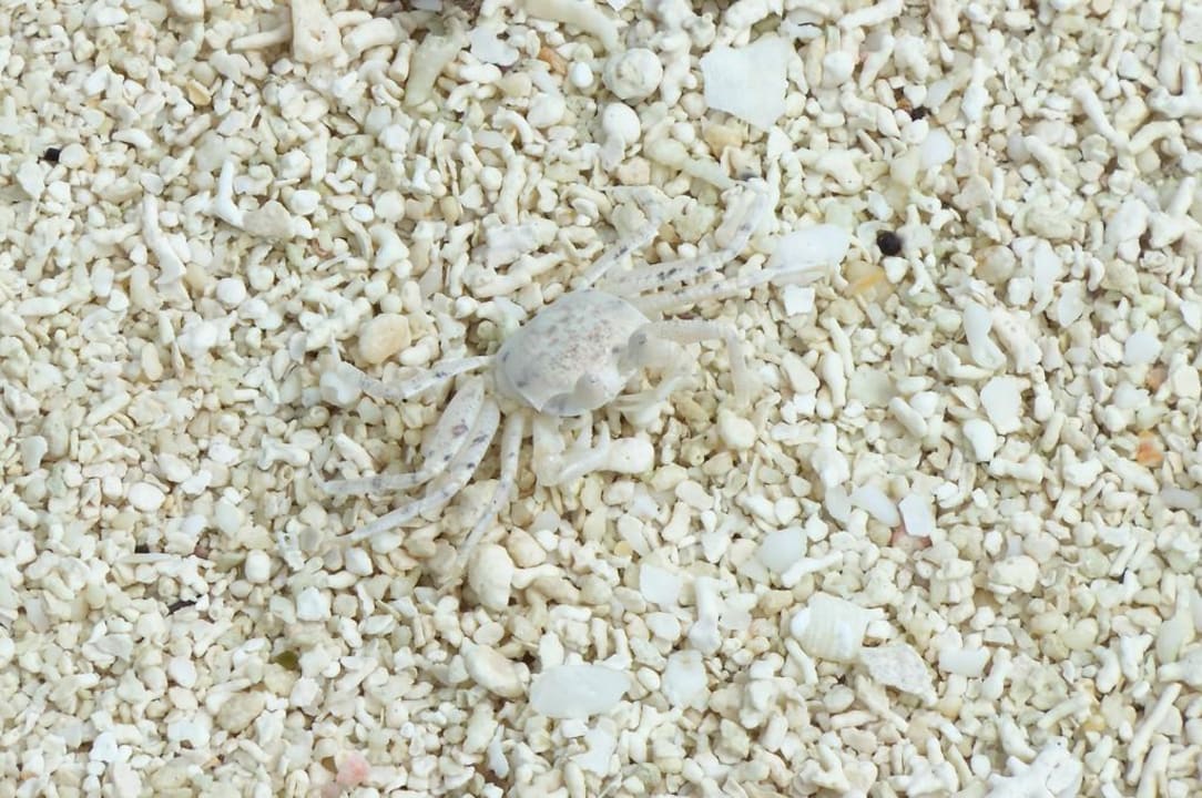 Der Strand lebt Meeru Maldives Resort Island