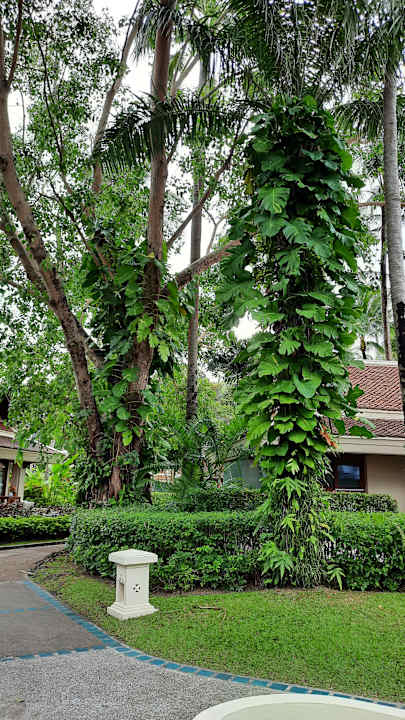 Gartenanlage Santiburi Koh Samui