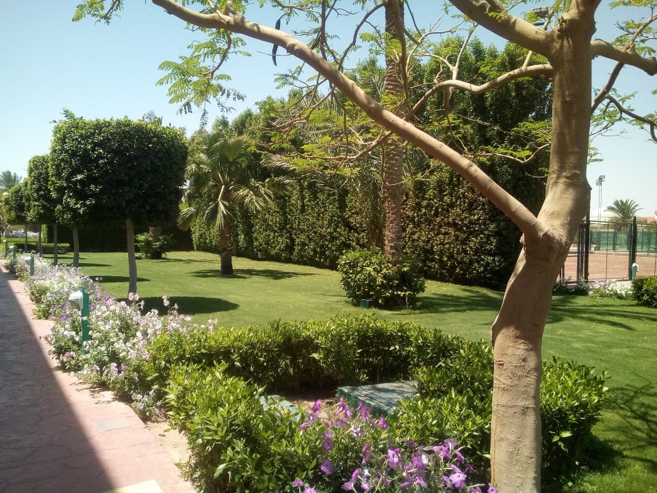 Gartenanlage Desert Rose