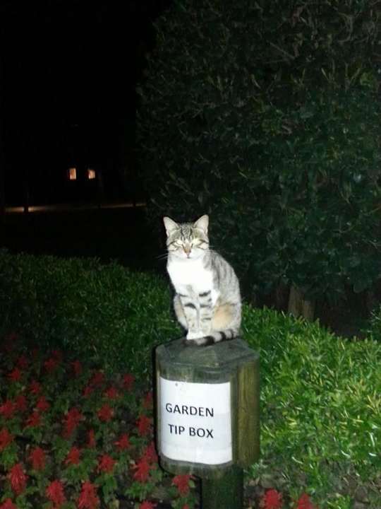 Hunger bitte um Spende Balmy Foresta