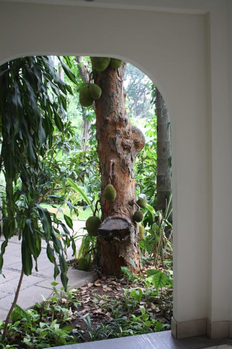 Blick von der Terrasse in  den Garten Hotel The Taj West End